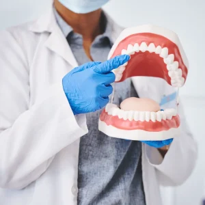 Why Dental Anatomy Classes Matter for Aspiring Assistants